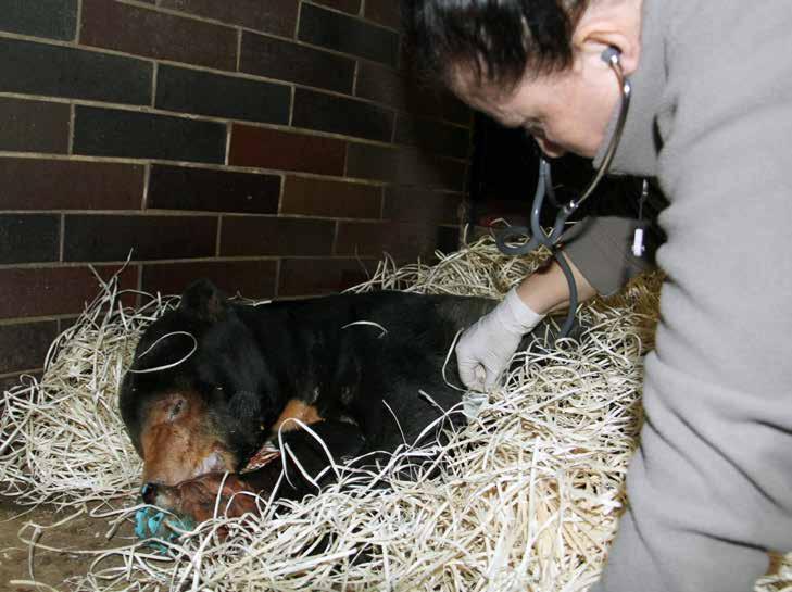 Vyšetření medvědice malajské (Helarctos malayanus) VETERINARY CARE The most frequent veterinary operations repeating every year include marking youngs with a microchip, treating minor injuries, and