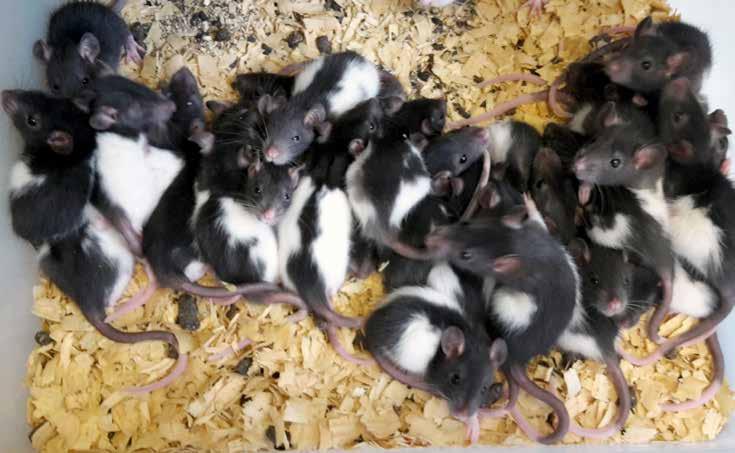 Chov potkanů pro biologické krmení CHOV KRMNÝCH ZVÍŘAT Chov krmných zvířat je pro naši zahradu již naprostou samozřejmostí. Řadu let jsme v tomto směru naprosto soběstační.