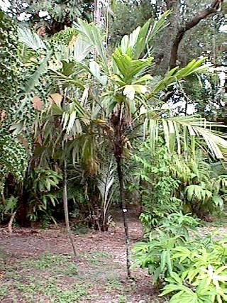 Vliv demografické variace a míry kolísání životních podmínek (prostředí) na pravděpodobnost vyhynutí populace palmy Astrocaryum mexicanum) v průběhu 100 let v