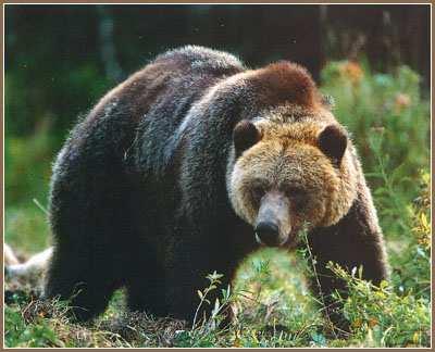 Případová studie II: Medvěd hnědý - grizzly