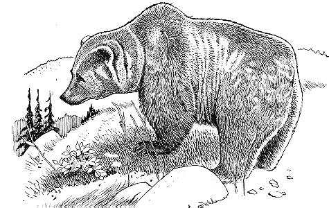 Medvěd hnědý - grizzly (Ursus arctos horribilis) v severní Americe: Minimální životaschopná populace: 50-90 jedinců (95% pravděpodobnost přežití po dobu 100 let) Minimální dynamické území 50 jedinců:
