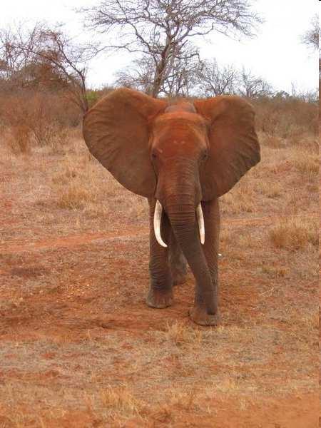 PVA pro slona afrického v Národním parku Tsavo (Keňa) ukázala, že pro 99%
