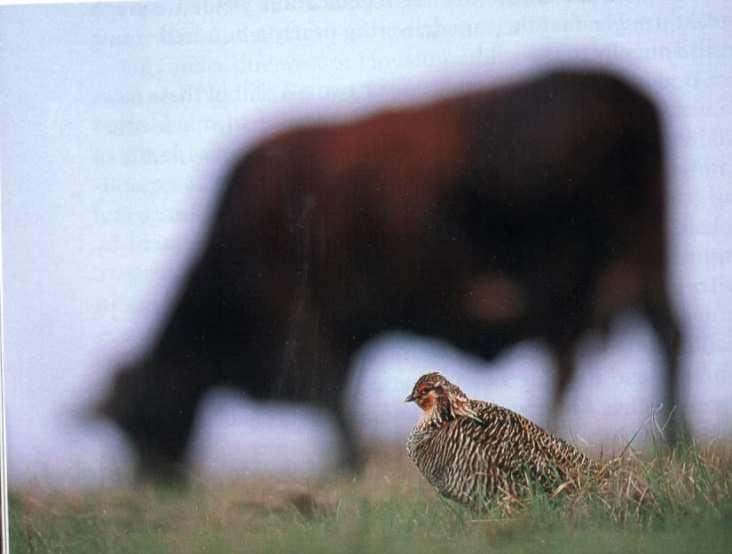 - Attwater s Prairie Chicken) v Texasu