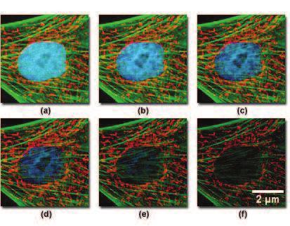 Obrázek 3-2: Příklad blednutí fluorescence pozorované na sekvenci snímků s intervalem 2 minuty.