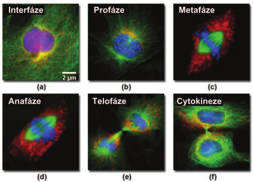 Obrázek 4-2: Zobrazení fází životního cyklu buňky pomocí fluorescenční mikroskopie. Ve vzorku kultivovaných savčích buněk byly chromozomy obarveny modře, mitochondrie červeně a mikrotubuly zeleně.