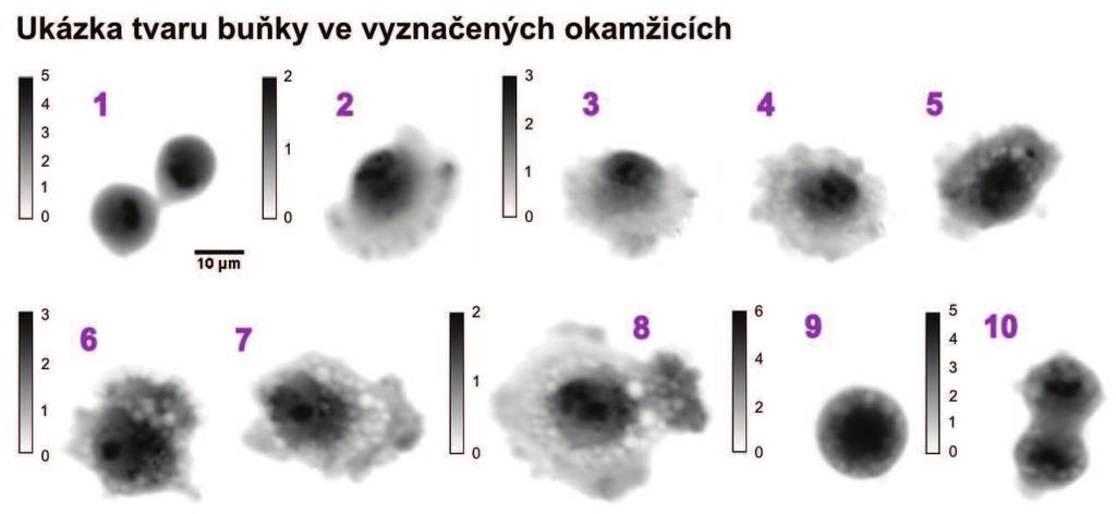 Výsledky Pozorování buněčného cyklu, od jednoho buněčného dělení po další s intervalem snímání 20 sekund, trvalo celkem 18 hodin a 37 minut. Nasnímáno bylo tedy 3351 snímků.