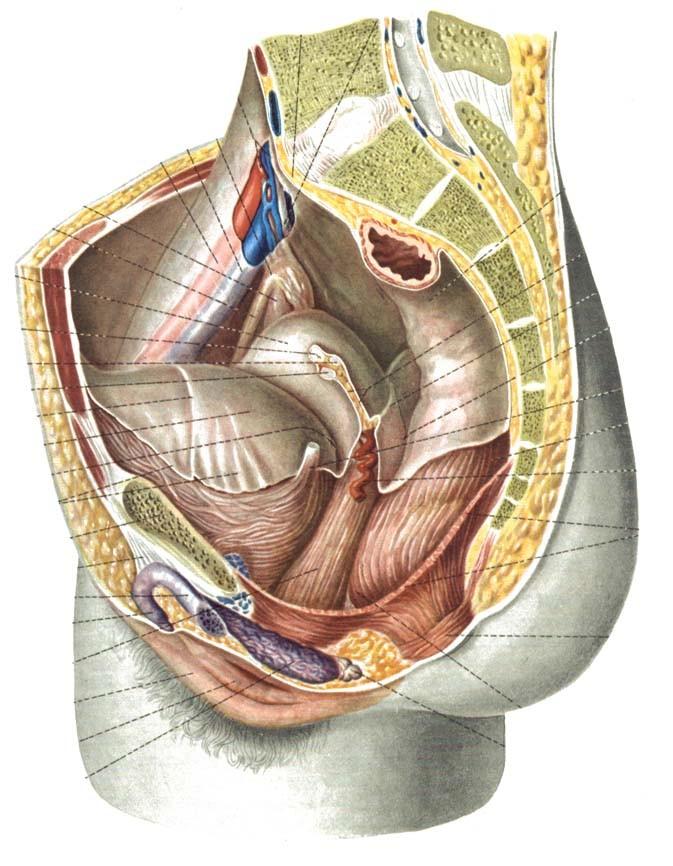 vejcovod (tuba uterina)