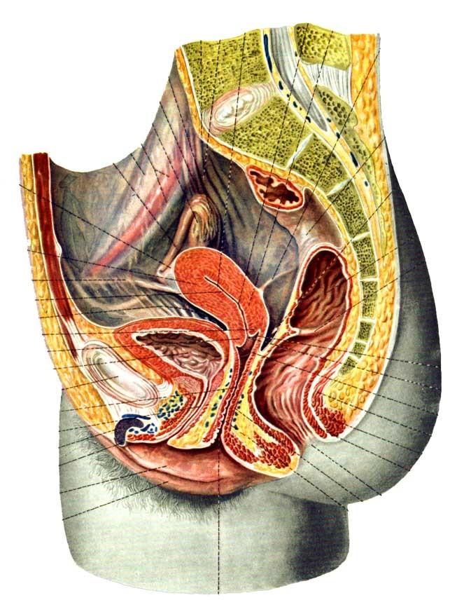 (uterus) močový měchýř