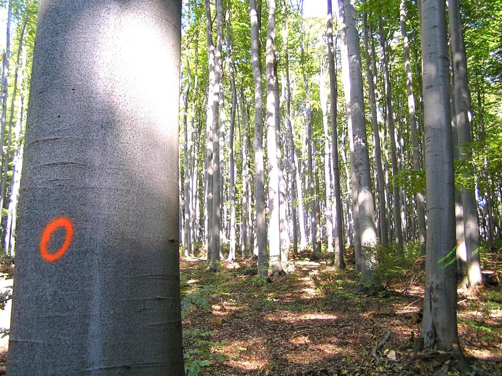 Cieľ uvedeného opatrenia: a) Predĺžiť prebierkový interval na 10 12 rokov, ktorý bude spojený s maximálnym výkonom asimilácie korún BR S b) Naštartovanie procesu prirodzenej obnovy buka.