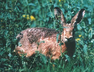 Výsledky poľovníckej štatistiky za rok 2002, uverejnené na stránkach PaR, (Pokračuje nárast lovu, č. 7 a Prekonali sme stagnáciu, č. 9 a 10) navodili optimizmus medzi členmi PZ.