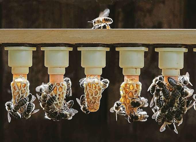 Vpravo Milan Motyka při včelaření. FOTO ARCHIV MILANA MOTYKY Za své fotografie včel získal Milan Motyka cenu vsoutěži Czech Photo Nature.