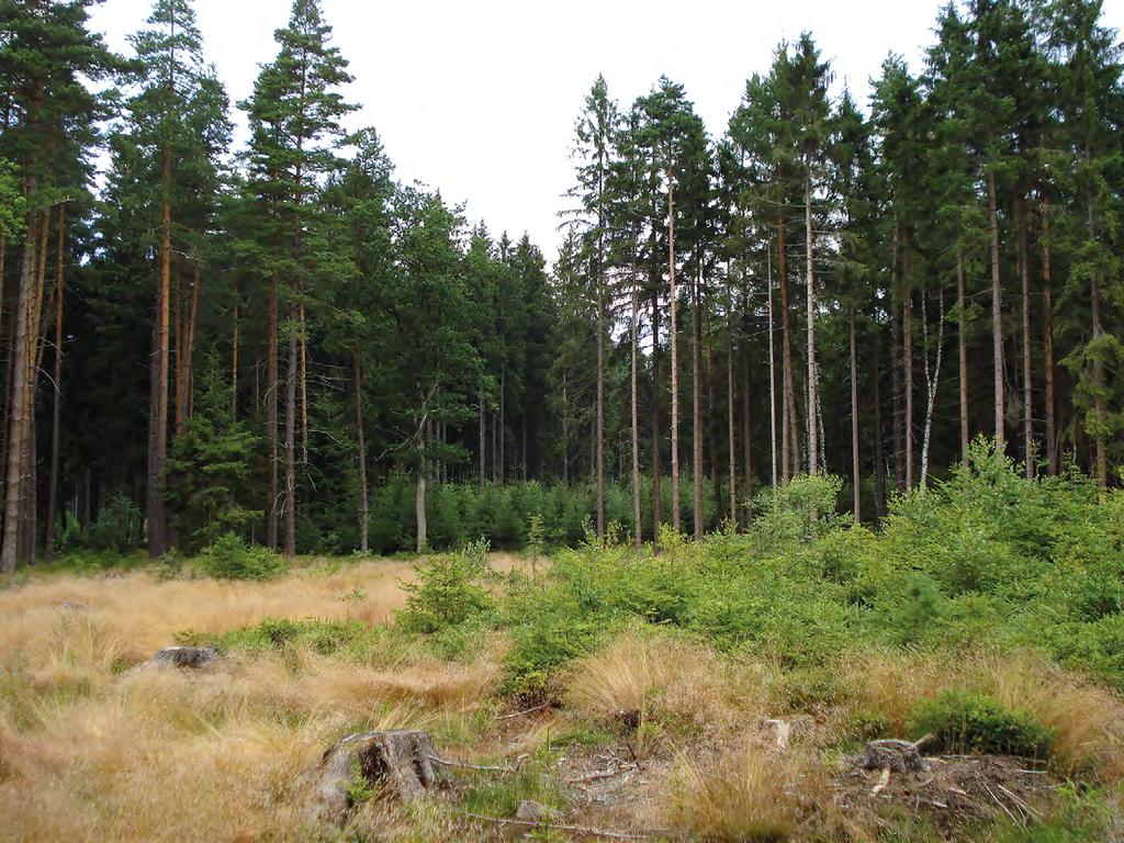 Obr. 5: Přiklad využití kombinace přirozené i umělé obnovy druhově pestrých lesních porostů (Lesy ČR,