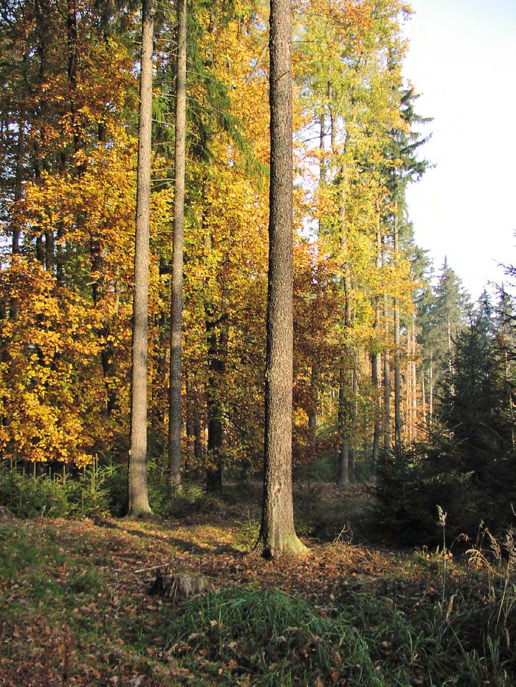 3) Hospodářské lesy rekreačně využívané Výchova porostů zde sleduje všechny cíle, tj.