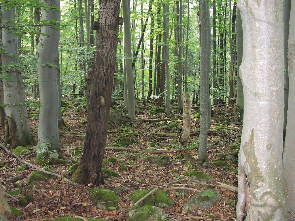 porostní výchovy pro hlavní hospodářské dřeviny (Slodičák, Novák 2007). Pro výchovu borových porostů lze uplatnit principy formulované v metodice Slodičák et al. (2013a).