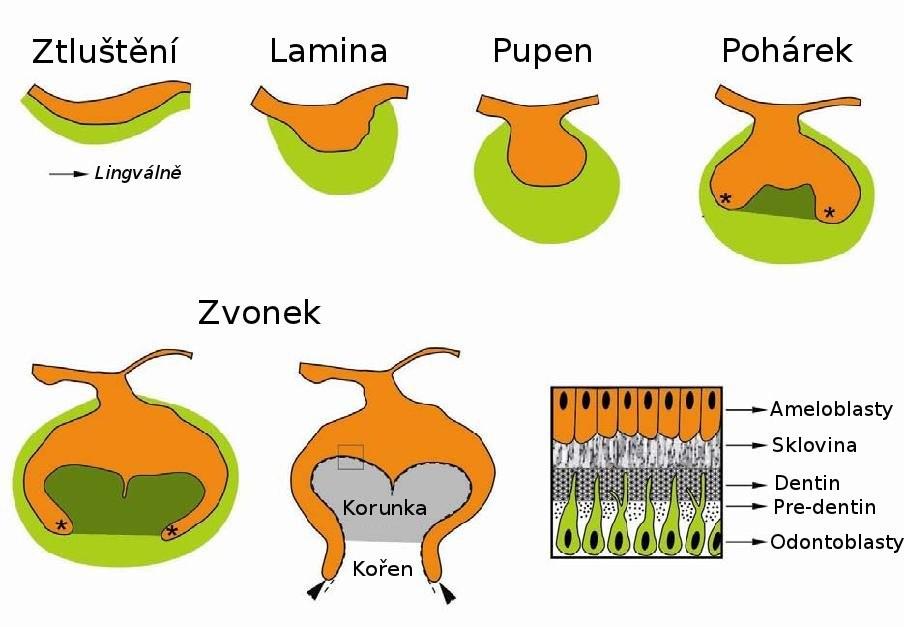 1.1 Zubní primordium jako model organogeneze Zub sdílí řadu velmi podobných vývojových rysů s ostatními ektodermálními orgány, jejichž vývoj probíhá procesem pučení epitelu.