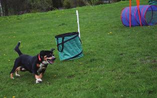 PŘÍSPĚVKY ČLENŮ KLUBU Znáte HOOPERS-AGILITY? Mezi velkým množstvím novinek na poli kynologie si nachází stále více příznivců sport s názvem Hoopers-agility (HA).