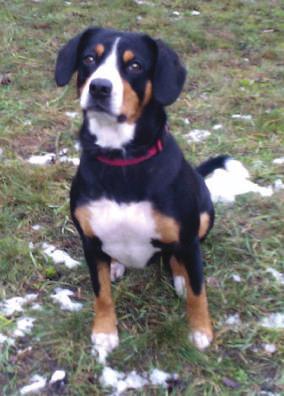 VZPOMÍNÁME Phira v. Brünggberg 15. 1. 2004-11. 3. 2017 Jiskry v tvých očích vystřídala únava a pak stín. Chybíš nám. Těm, které jsi měla nejraději a kteří na tebe čekali, závidím.