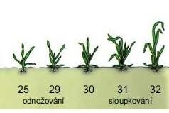 Doporučení pro přihnojení N k ozimé pšenici podle obsahu N mn v půdě a dle výsledků ARR fáze (25) 29-34 (odnožování) konec odnožování 4.