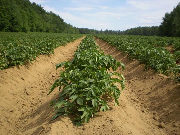 Pěstování brambor a výživa se řídí užitkovými směry: jako
