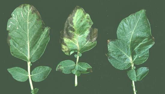 Hnojení brambor Úprava živin podle AZZP P, K, Mg -aplikace na podzim nedostatek P nekrózy, opad listů