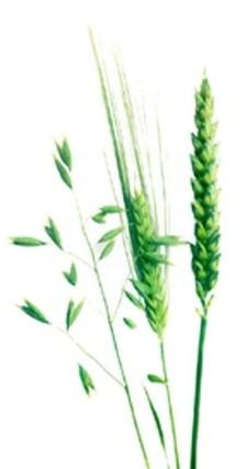 Potřebné živiny pro pšenici a řepku N P K Ca Mg
