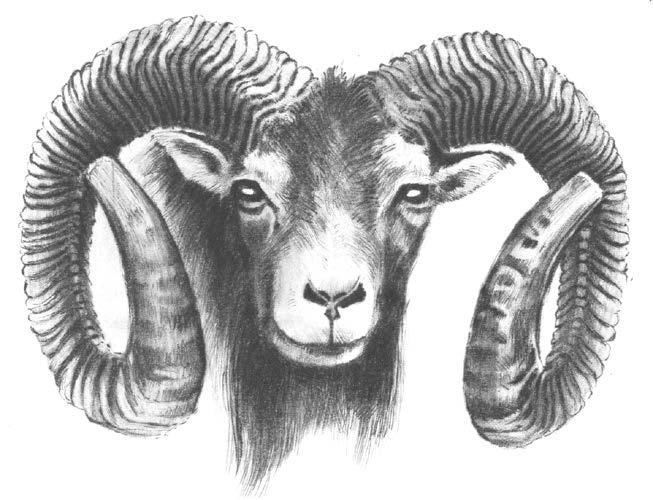 Ev. č. Kat. č. Typ honitby Okres Rok ulov. 18 7/215 Brixi Jaroslav Borky obora VY 2014 216,90 I. 211 7/216 Podéšť Títěž obora ZL 2014 216,50 I. 193 7/217 Křížková Jana Počátka obora SU 2014 215,60 I.