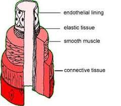 Krevní cévy dělíme na: 1) tepny (arteriae) 2) žíly (venae) 3) vlásečnice (capillarae, vasa capillaria). a) Stěna tepen je pevná a pružná.