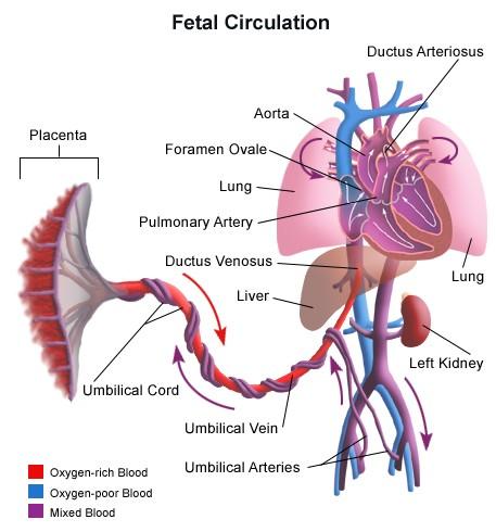 Fetální krevní oběh Nepárová vena umbilicalis Z vena umbilicalis se krev bohatá na živiny a kyslík dostává prostřednictvím ductus venosus do vena cava inferior, kde se mísí s krví málo nasycenou