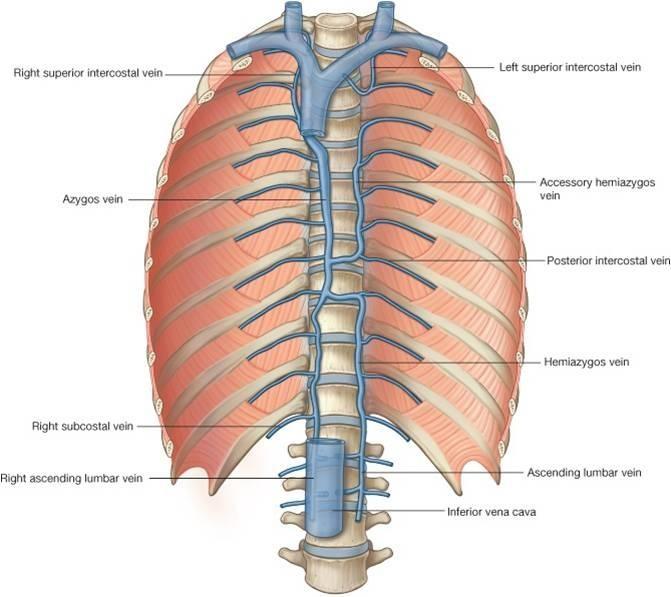 Kavokavální anastomózy Horní a dolní dutá žíla jsou spojeny zvláštními žilnými systémy, které jsou rozloženy po stranách páteře. Patří k nim plexus venosi vertebrales, vena azygos a její přítoky.