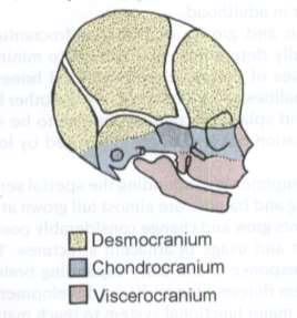 Hlavní děje, které určují tvar lebky zvětšování mozku; osifikace švu synchondrosis sphenooccipitalis; zvětšování očního bulbu, tah svalů; rostoucí nosní přepážka;
