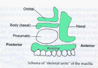 Sinus maxillaris (antrum