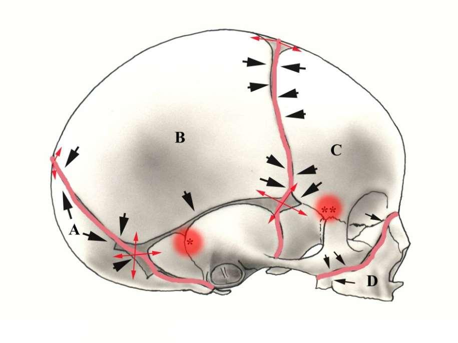 Lebeční base se vyvíjí ze tří chrupavčitých skupin.
