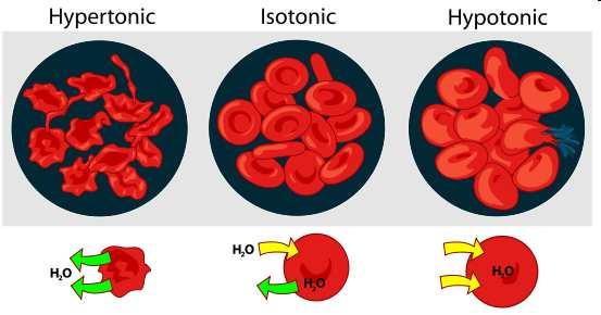 Podmínka izotonicity pro buňky Roztok: hypertonický izotonický