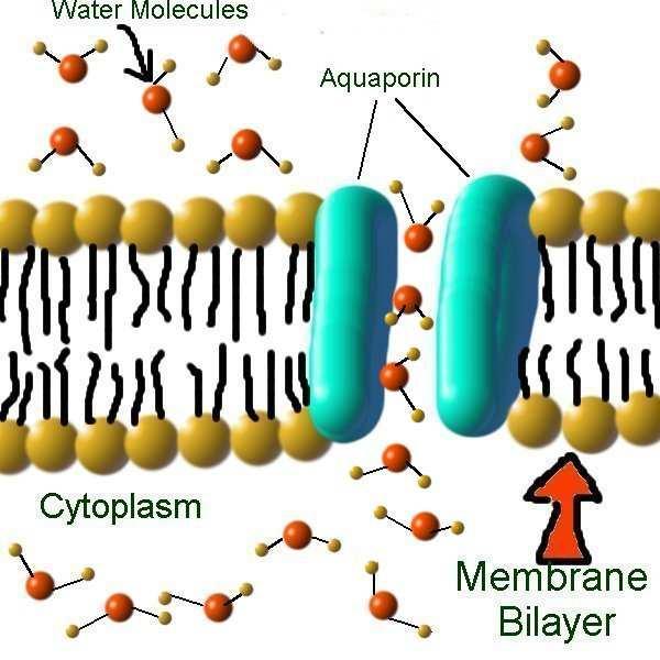 Akvaporiny Kanálky v membráně selektivní pro vodu Některé