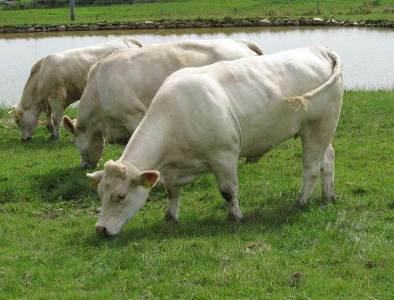 Charolais