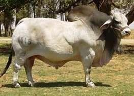 Brahman