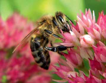 Botanici z rozchodníků (Sedum) vyčlenili nový rod a nazvali ho rozchodníkovec (Hylotelephium). Nejčastěji se setkáváme s rozchodníkovcem nachovým (H. telephium) a rozchodníkovcem nádherným (H.