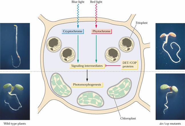 Přenos signálu v rostlinách - receptory Koordinace vývoje na světle (fotomorfogeneze) a ve tmě (skotomorfogeneze) pomocí receptorů červeného a modrého světla.