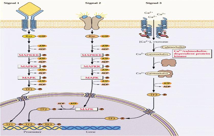 Přehled důležitých signálních drah u rostlin Protein kinázové kaskády jsou nejrozšířenějším způsobem regulace genové exprese MAPK - protein kinázy aktivující mitogeny v podobě transkripčních faktorů,