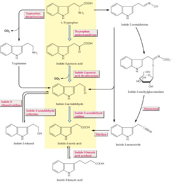 Auxiny - biosyntéza Biosyntéza probíhá v mladých rychle se dělících buňkách, tj.