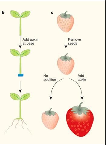 Auxiny fyziologické účinky Stimulace zakořeňování a
