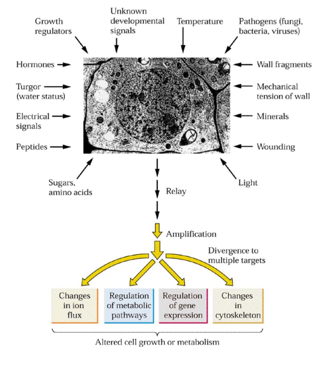 změnách růstu a metabolismu Fig. 18.1, 2.