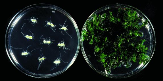 Cytokininy fyziologické účinky Stimulace buněčného dělení v explantátových kulturách Poměr hladin auxinu (A) a cytokininu (CK) určující pro organogenezi: