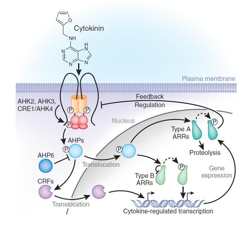 Cytokininy mechanismus účinku Vazba na receptor CRE1 (cytokinin receptor) - CRE1 je dvousložková histidinová kinása lokalizovaná v plazmatické membráně -