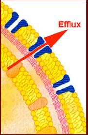 Eflux