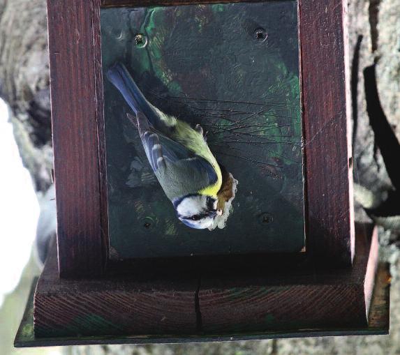 Nejčastějšími obyvateli ptačích budek jsou a) sýkora koňadra (Parus major), b) sýkora modřinka (Cyanistes caeruleus), c) špaček obecný (Sturnus vulgaris), d) vrabec polní (Passer montanus), e) brhlík