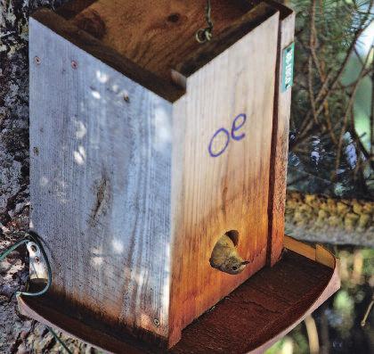 že je od sebe nerozezná ani zkušený ornitolog. Materiál přinášený do budek bývá obvykle jemnější, napomoci by nám však mohlo kupříkladu zanechané ocasní pírko či křídelní letka.