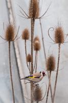 Stehlík je nezaměnitelným pěnkavovitým ptákem díky své jasně čevené