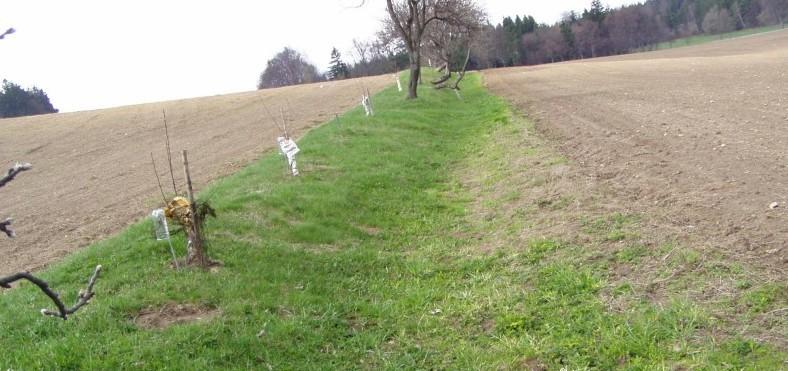 ochranu a adaptaci na změnu klimatu podpora opatření zamezujících vodní erozi: opatření proti plošnému a soustředěnému povrchovému odtoku