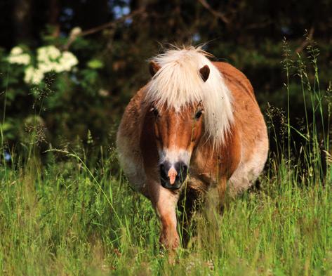 6 7 Oldřiška ME pony - skoky, drezura, všestrannost Bishop Burton Lada srpen 2018 / 32.